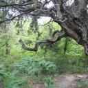 Большое дерево толкование сонника