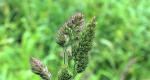 Hedgehog team: all about perennial herbaceous plant