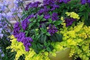 loosestrife - a ground cover plant with useful properties Monetary loosestrife root system