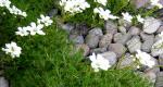 Tips for Growing and Caring for Saxifrage Saxifrage Herbaceous Plants for Outdoors